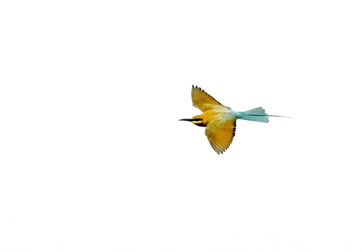 Blue-tailed Bee-eater - ML177839361