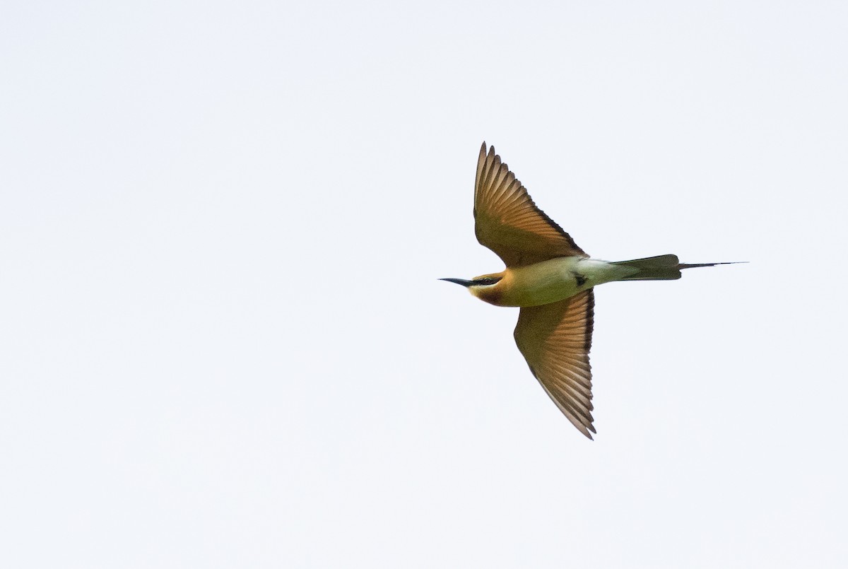 Blue-tailed Bee-eater - ML177839391