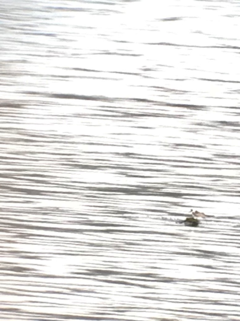 Крячок річковий - ML177839791