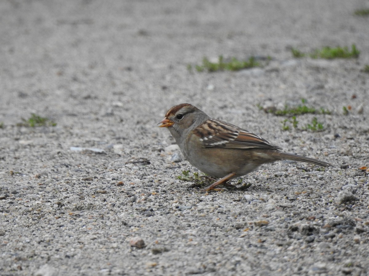 White-crowned Sparrow - ML177841441