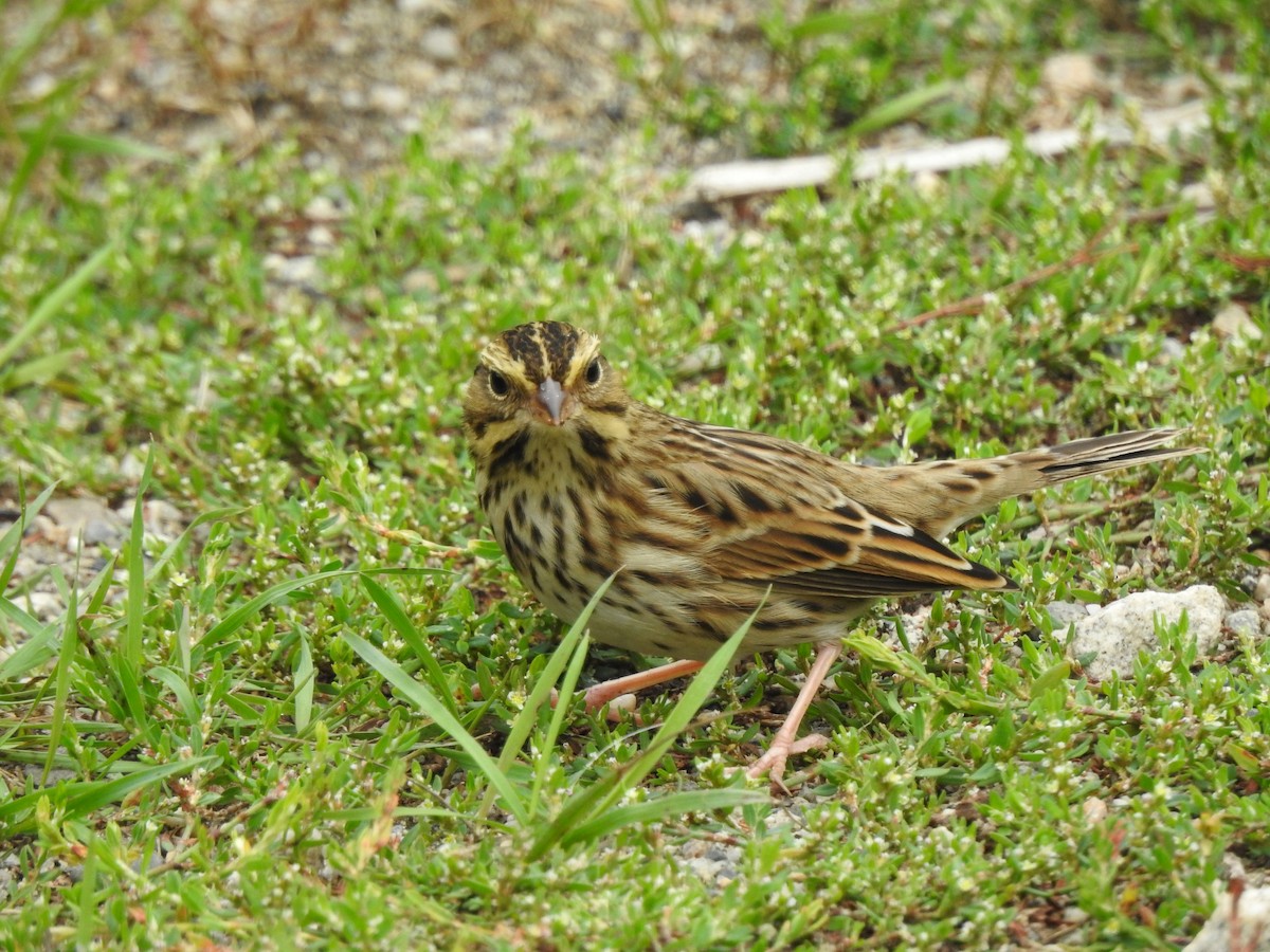 Savannah Sparrow - ML177841451
