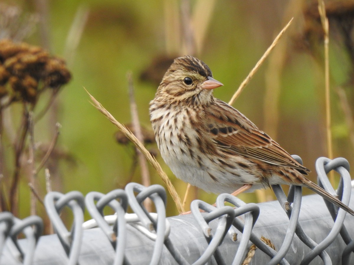Savannah Sparrow - ML177841471