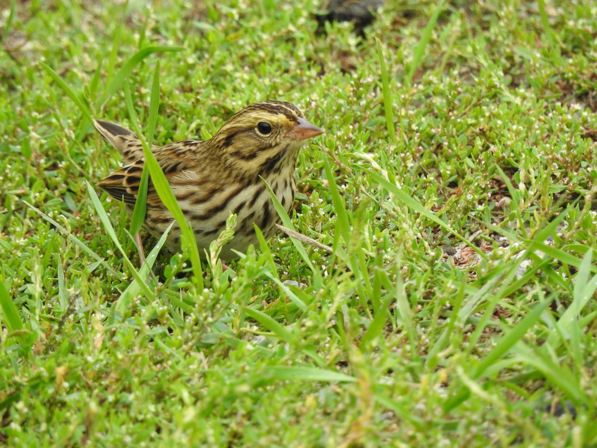 Savannah Sparrow - ML177841481
