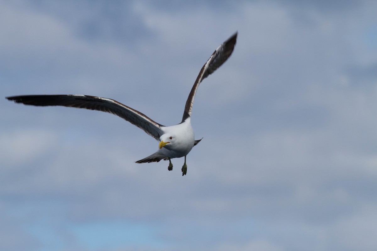 Kelp Gull (dominicanus) - Robert Lockett