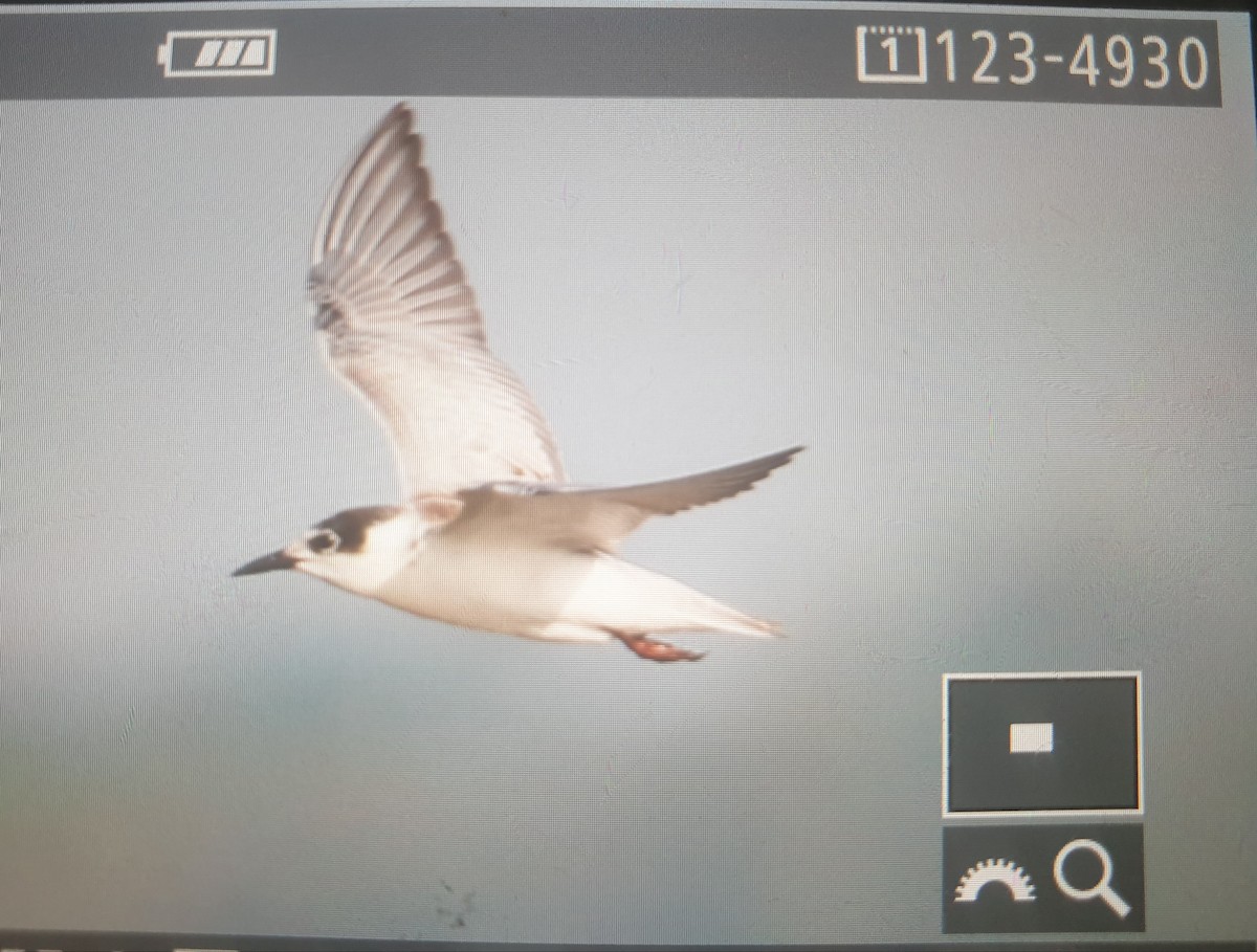 White-winged Tern - ML177845241