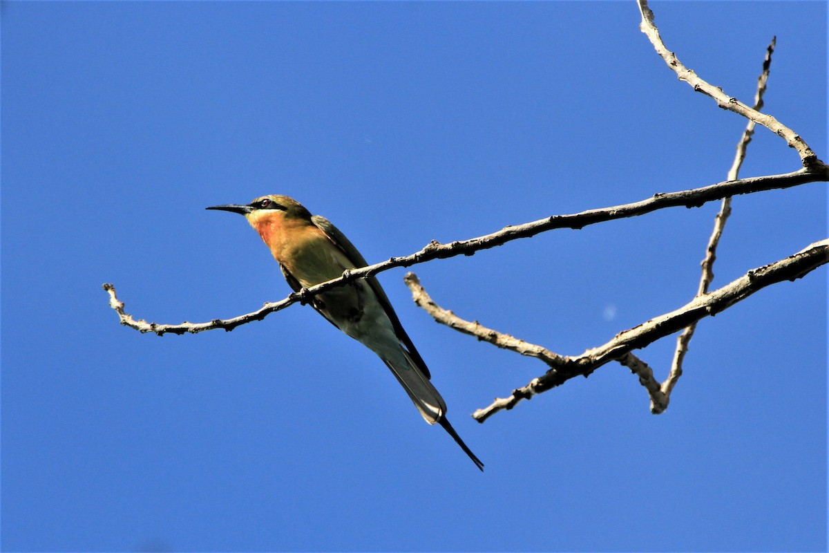 Blue-tailed Bee-eater - ML177849201