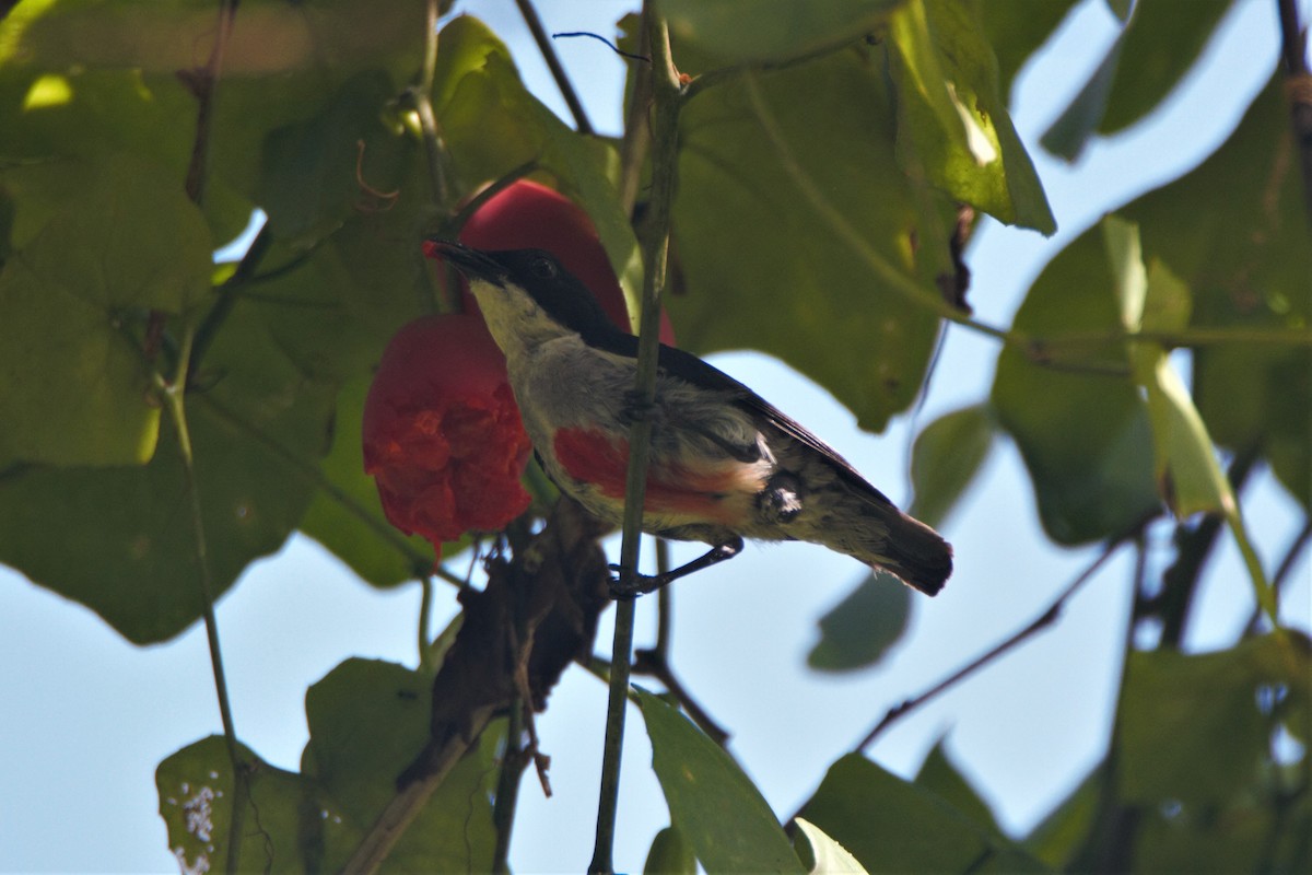 Red-keeled Flowerpecker - Ronet Santos