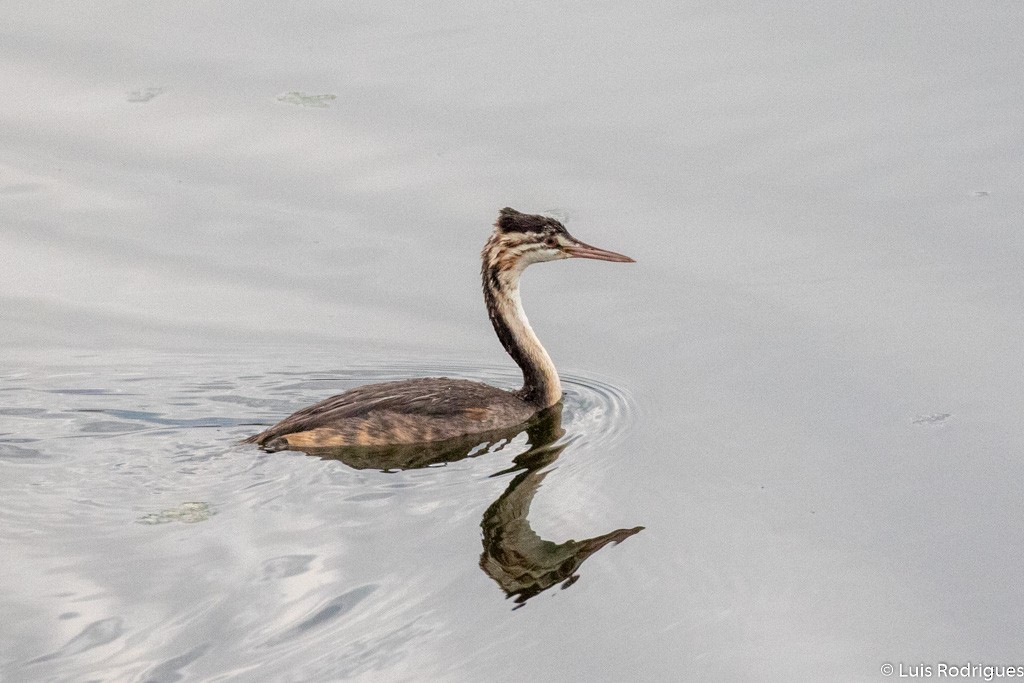 Great Crested Grebe - Luis Rodrigues