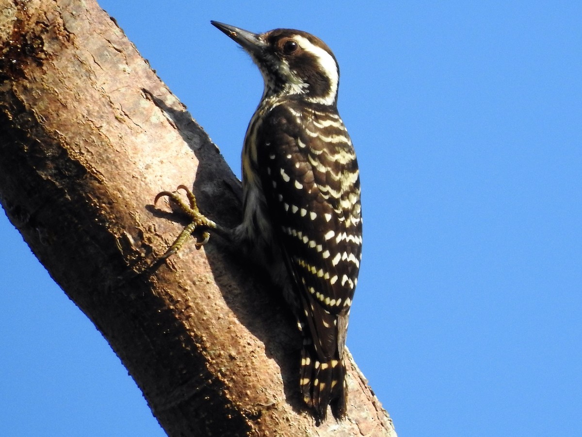 Philippine Pygmy Woodpecker - ML177855351