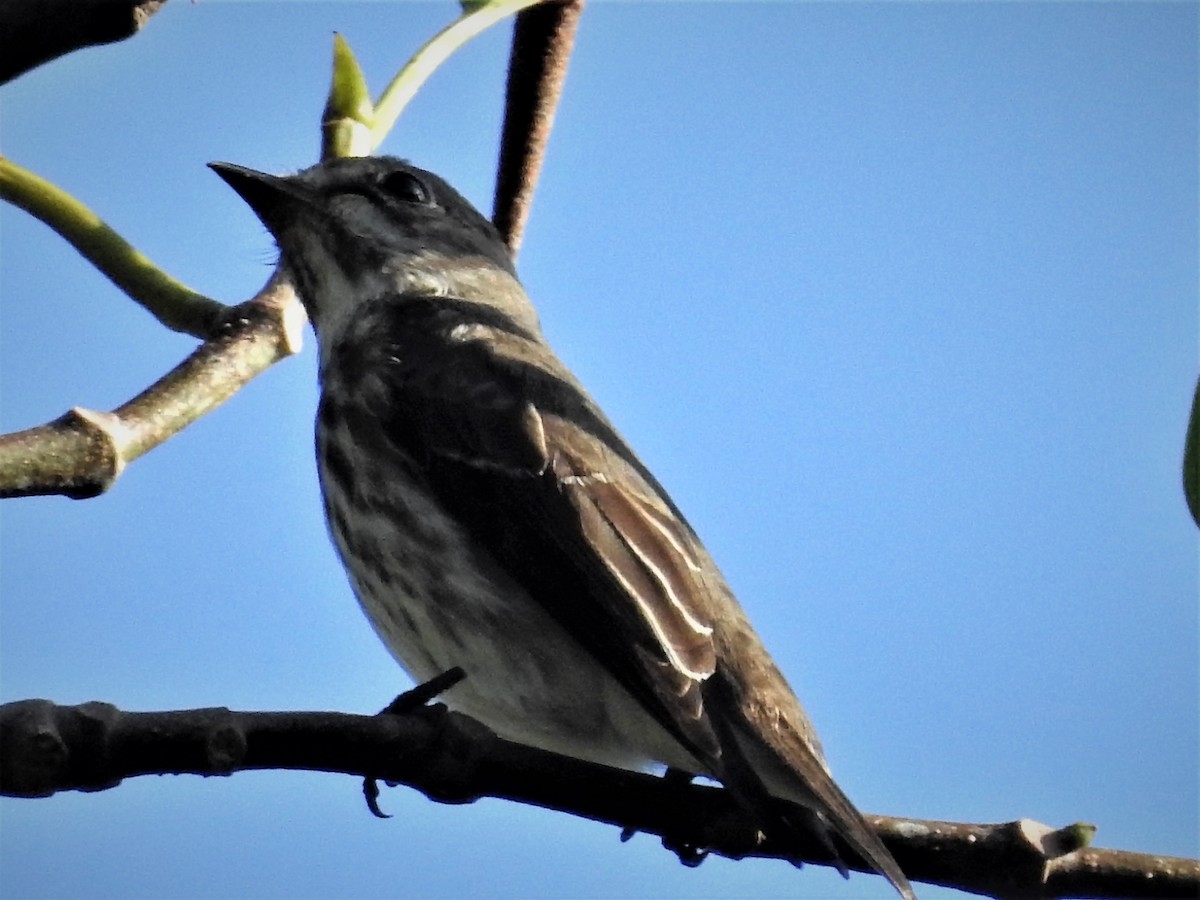 Gray-streaked Flycatcher - Ronet Santos