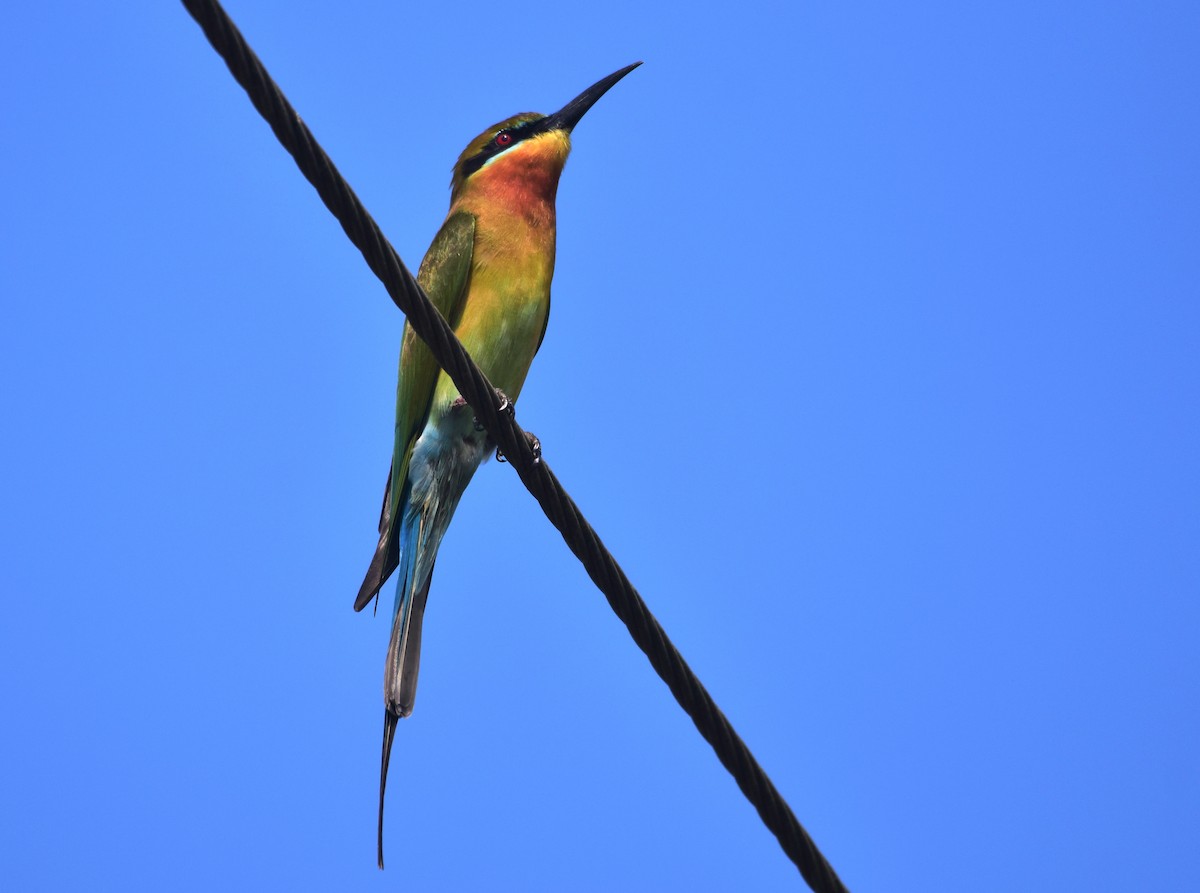 Blue-tailed Bee-eater - ML177855531