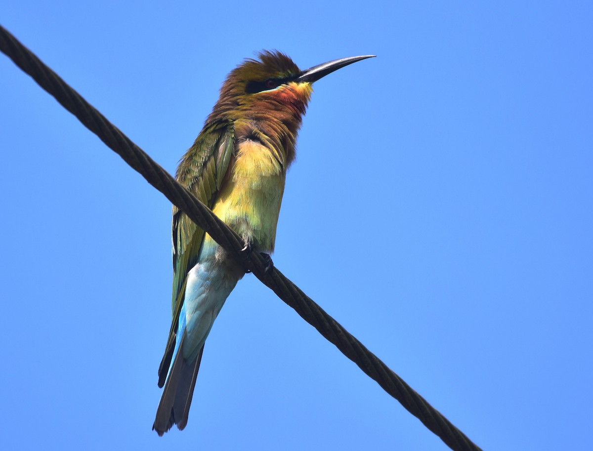 Blue-tailed Bee-eater - ML177855581
