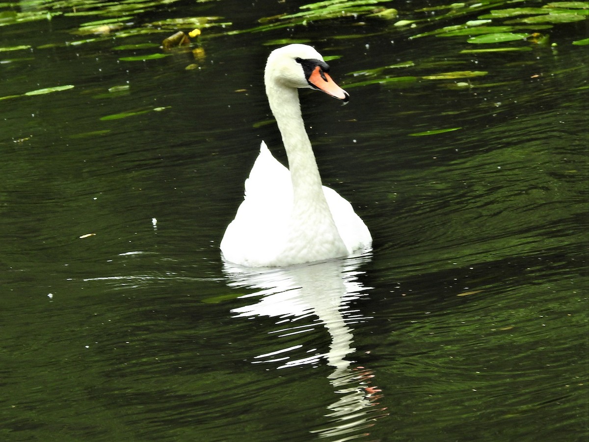 Mute Swan - Dennis S Main