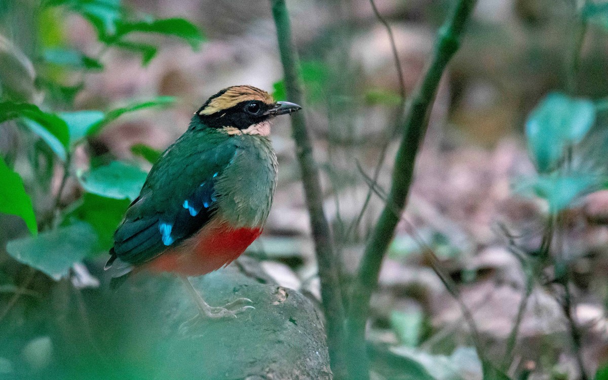 Green-breasted Pitta - ML177859391