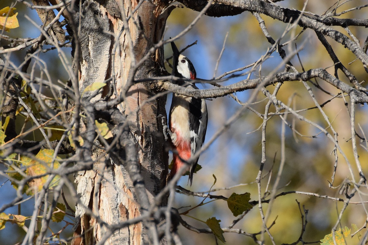 White-winged Woodpecker - Andy Zhang