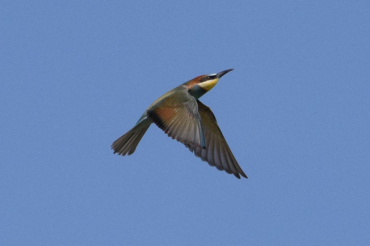 European Bee-eater - ML177862541