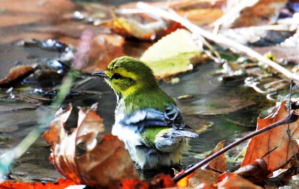 Black-throated Green Warbler - George Keller