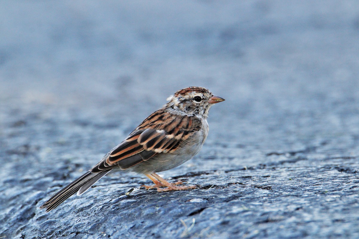 Chipping Sparrow - George Keller
