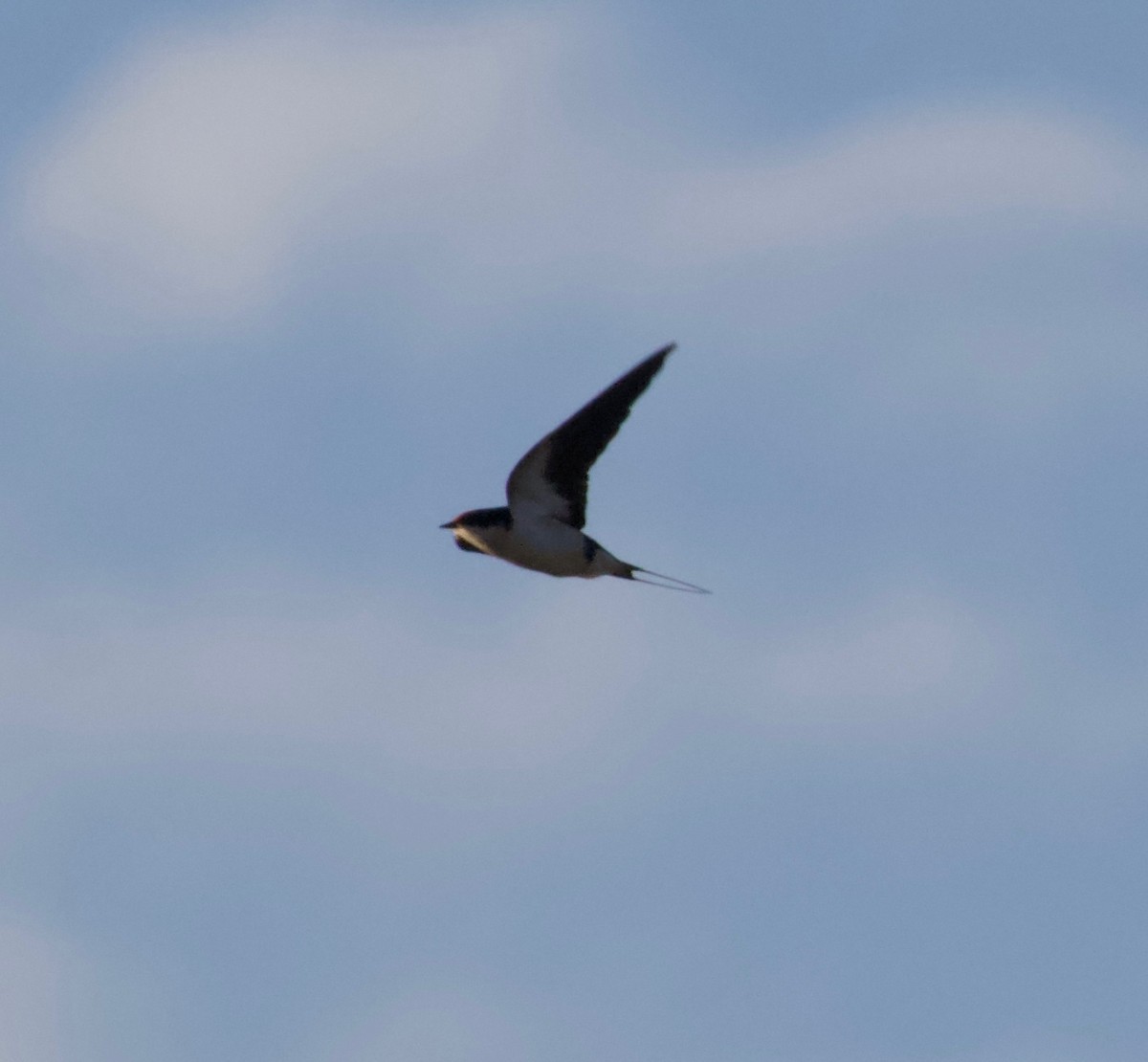 Wire-tailed Swallow - Liam Ragan