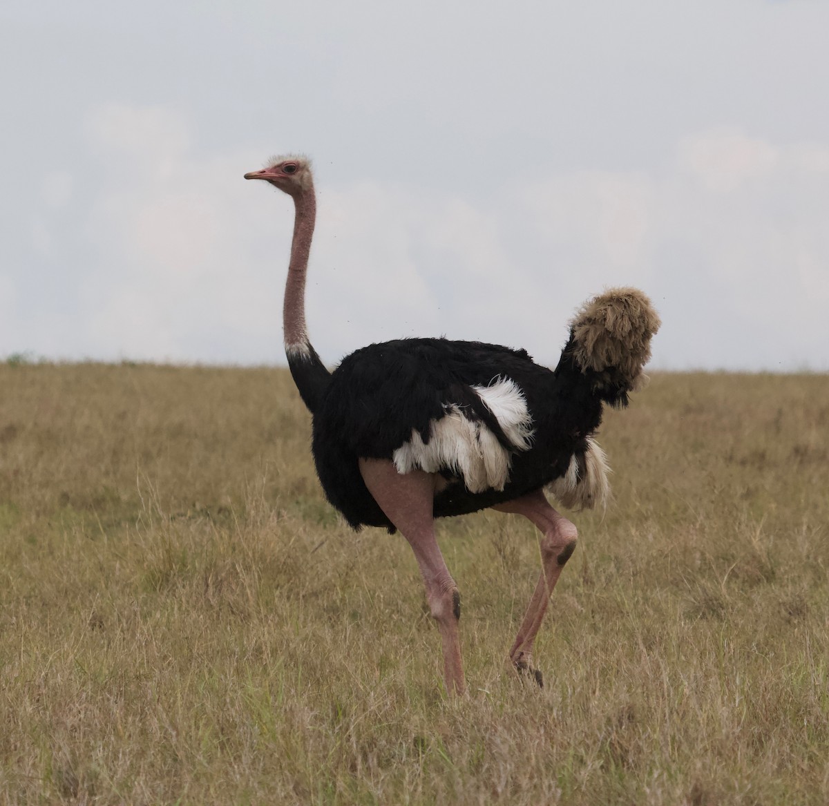 Common Ostrich - Liam Ragan