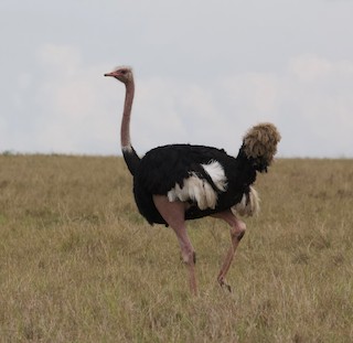 Common Ostrich, ML177869051