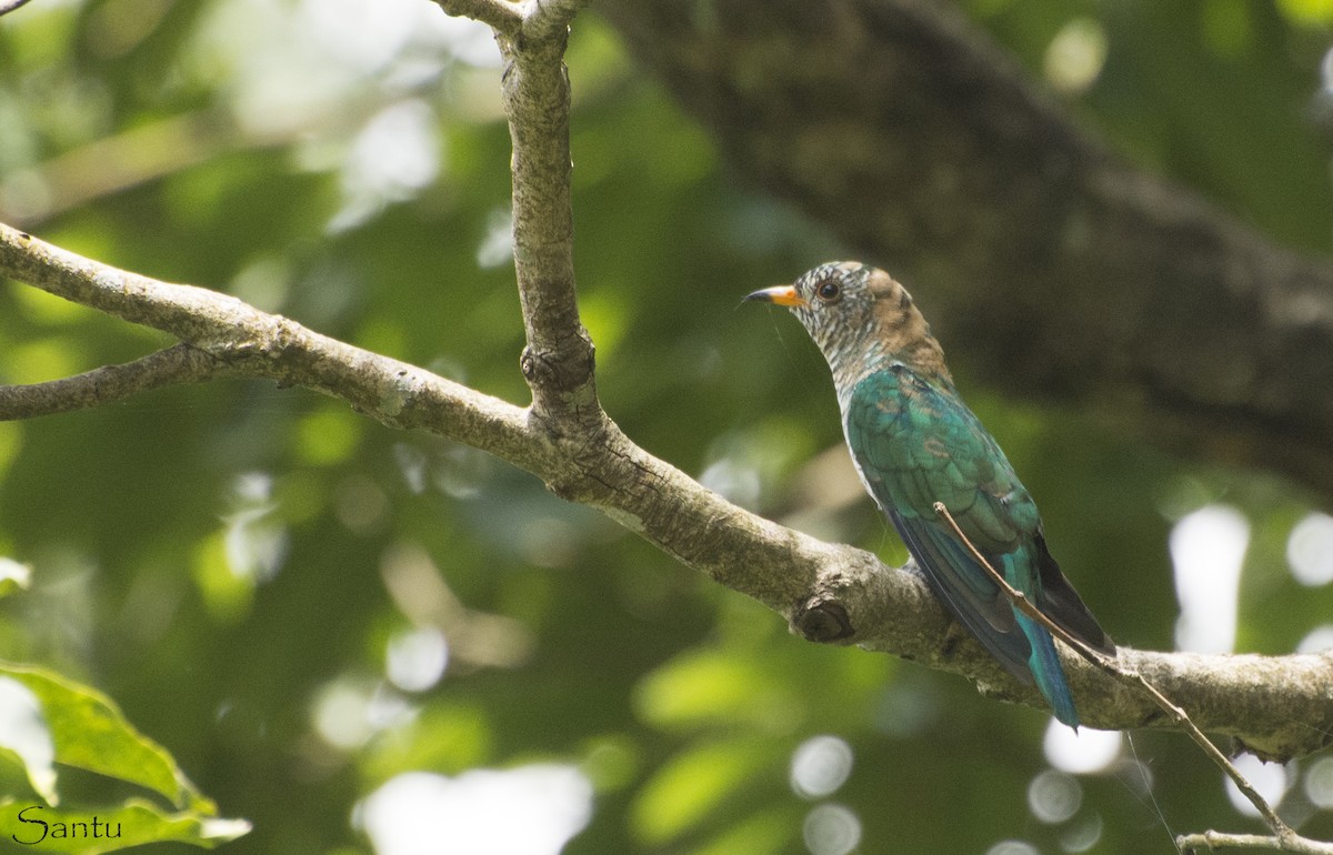 Asian Emerald Cuckoo - samarendra Chowdhury