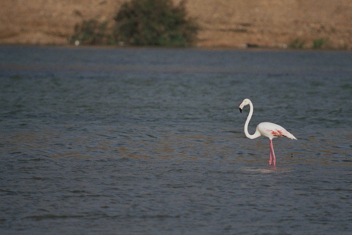 Greater Flamingo - ML177870041