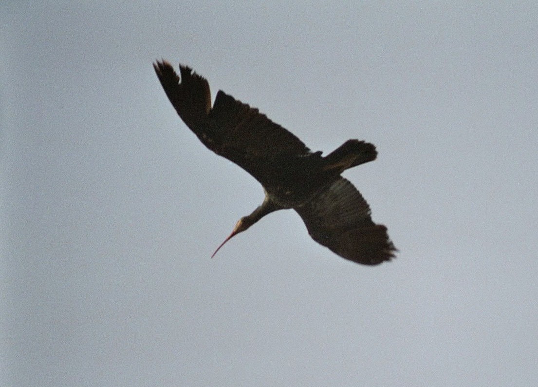 ibis skalní - ML177871031