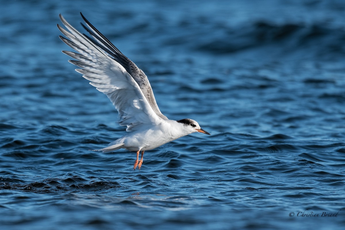 Common Tern - ML177871891