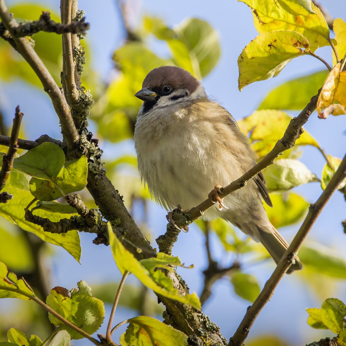 Eurasian Tree Sparrow - ML177875941