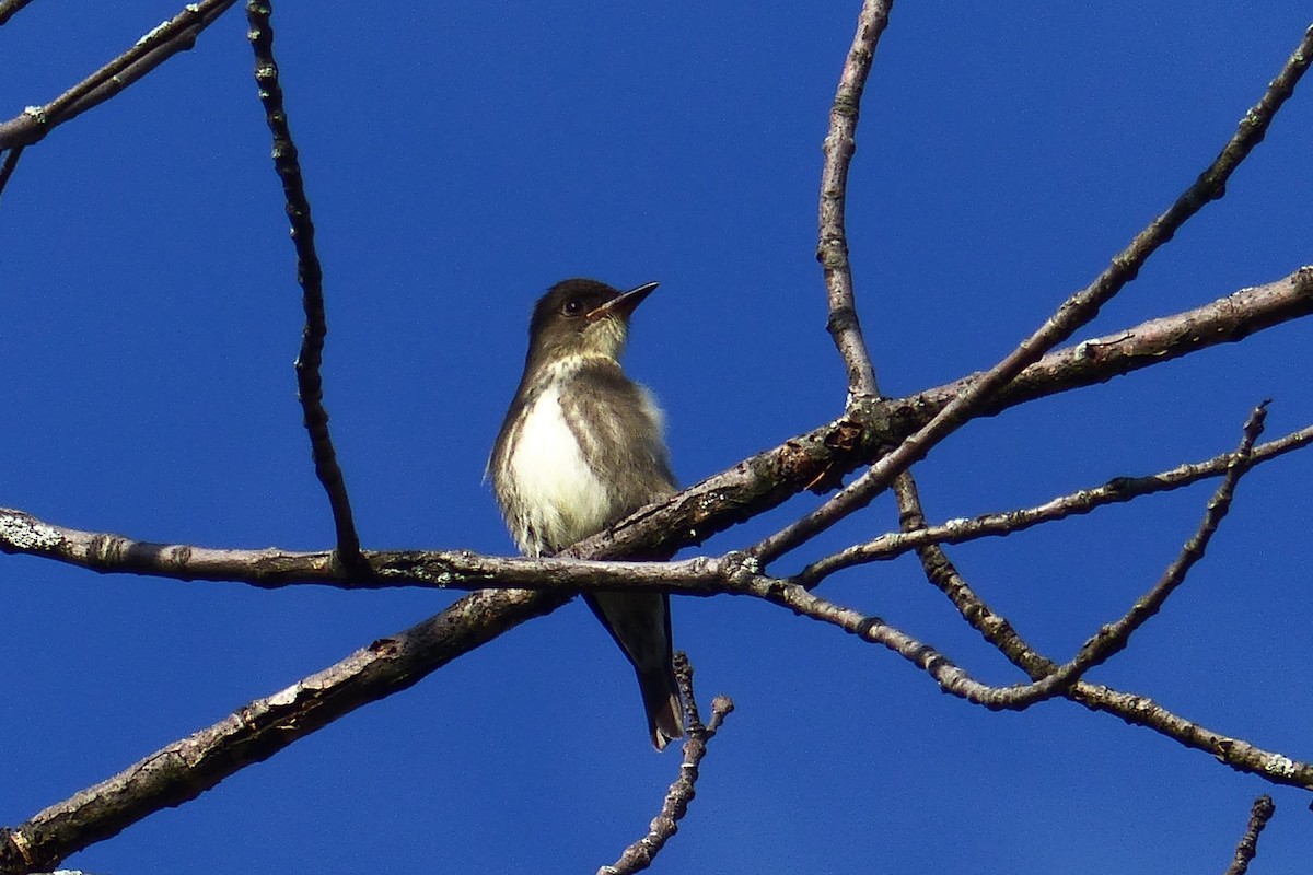 Olive-sided Flycatcher - Michael N