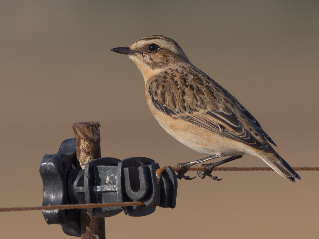 Whinchat - ML177879481
