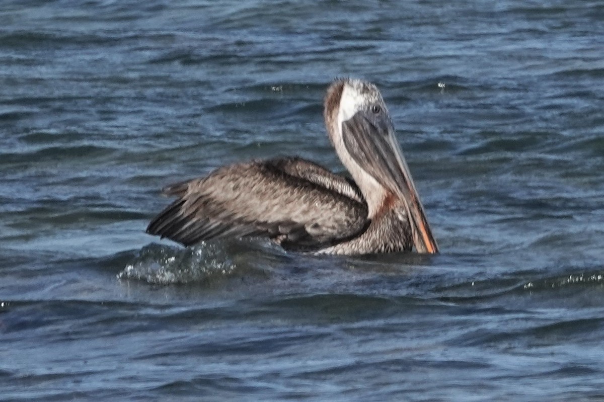 pelikán hnědý - ML177881181