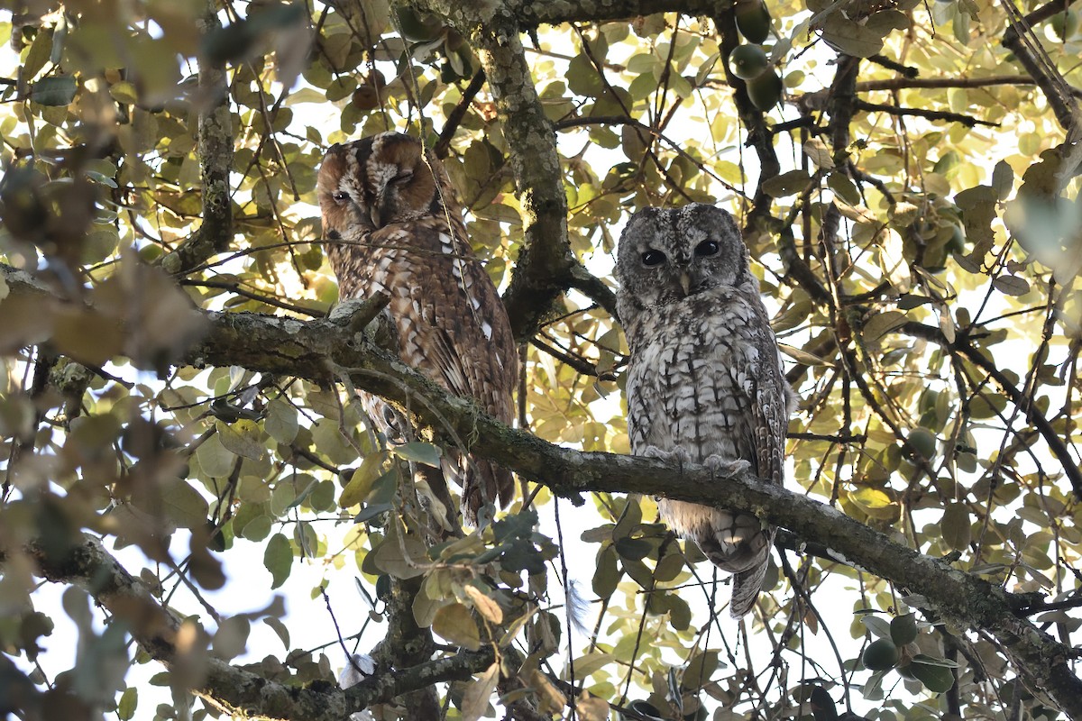 Tawny Owl - ML177883111