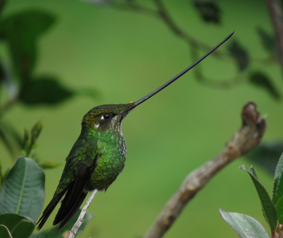 Sword-billed Hummingbird - ML177884091