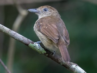  - Mouse-colored Antshrike