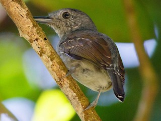  - Mouse-colored Antshrike