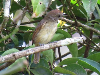  - Mouse-colored Antshrike