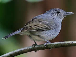  - Mouse-colored Antshrike