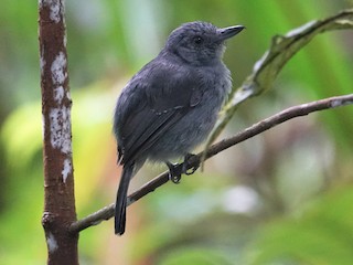  - Mouse-colored Antshrike