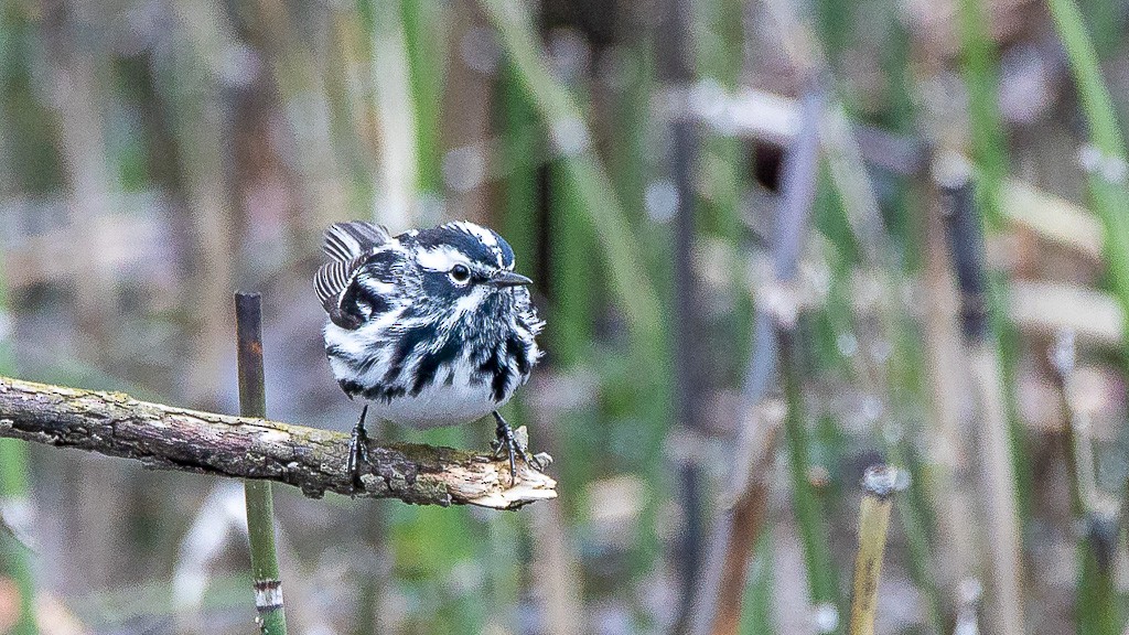 Black-and-white Warbler - ML177890451