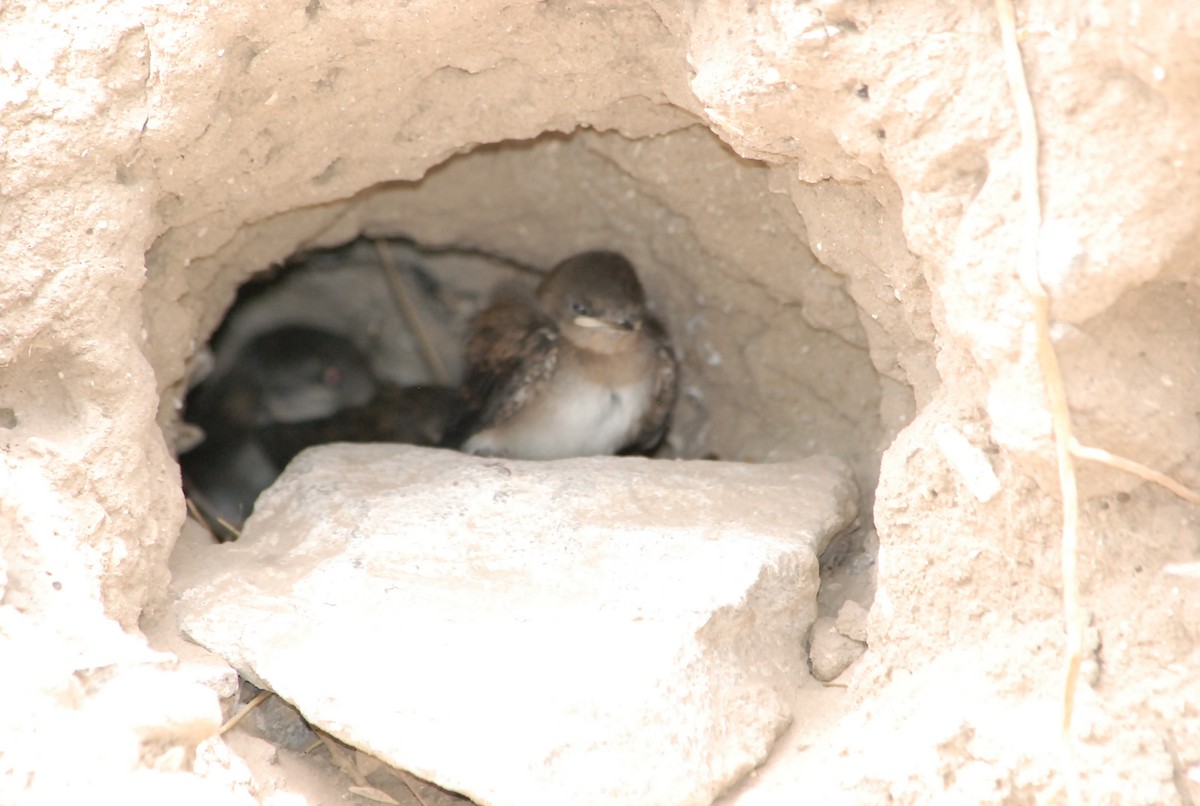 Northern Rough-winged Swallow - ML177890771