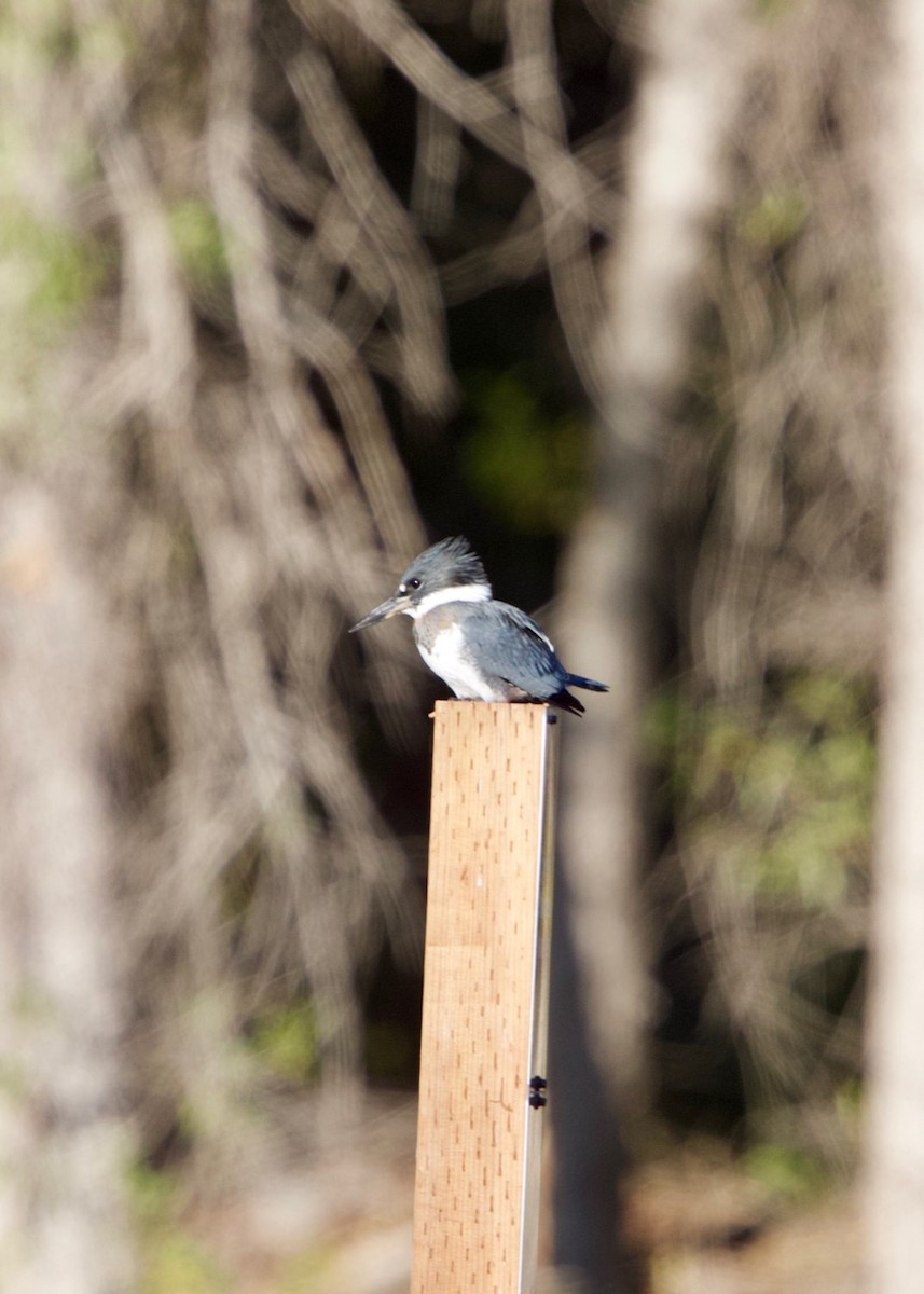 Belted Kingfisher - Ben Hulsey