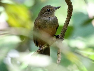 Weibchen - Charley Hesse TROPICAL BIRDING - ML177893531