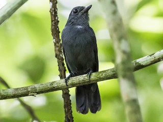  - Cinereous Antshrike