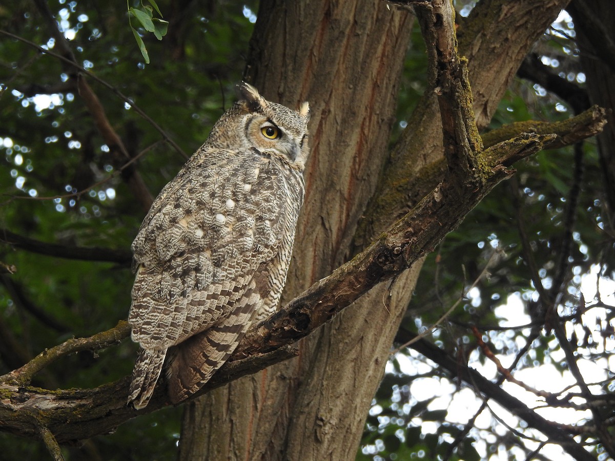 Great Horned Owl - ML177896881