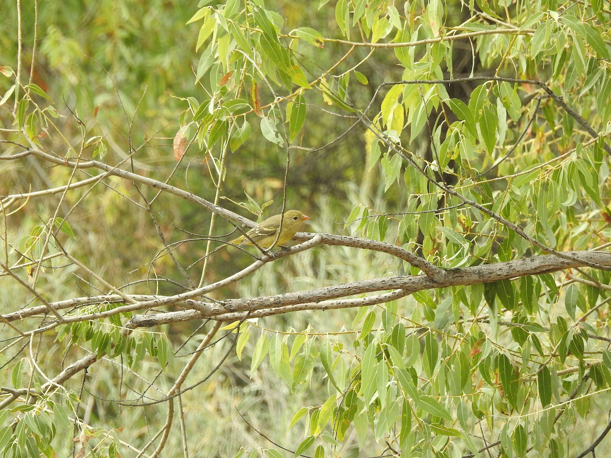 Western Tanager - ML177897601