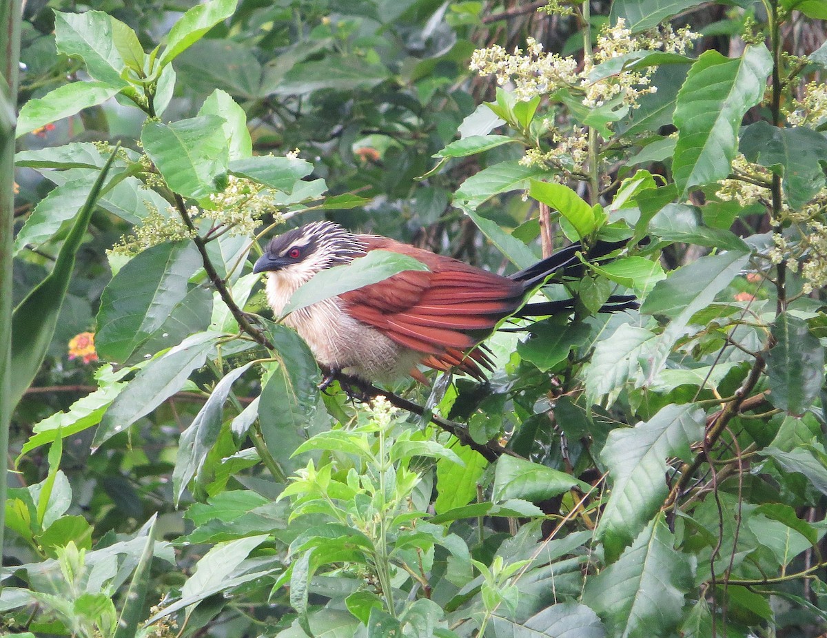 White-browed Coucal - Mike Wheeler