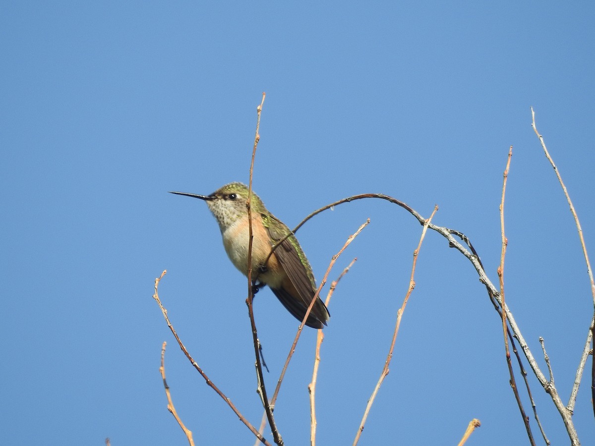 Calliope Hummingbird - ML177899811