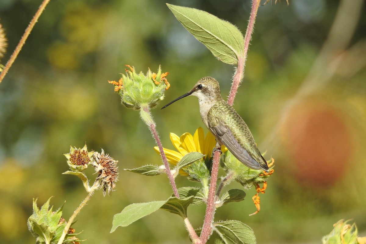 Black-chinned Hummingbird - Mary Rumple
